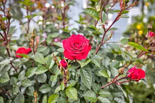 1145 Portello Ln, Windsor, CA 95492 - Photo 37