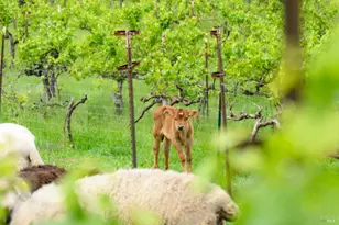 7440 Wild Horse Valley Rd, Napa, CA 94558 - Photo 33