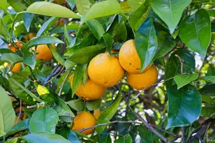 43 Oak Valley Dr, Novato, CA 94947 - Photo 85