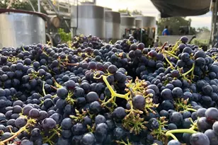 [Address not provided], Saint Helena, CA 94574 - Photo 23