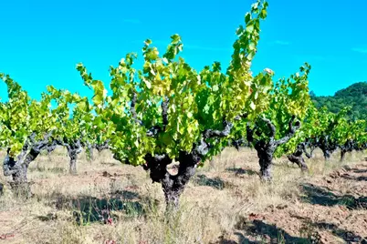 0 Dutcher Creek Road, Healdsburg, CA 95448 - Photo 65