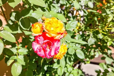 8536 Planetree Drive, Windsor, CA 95492 - Photo 37