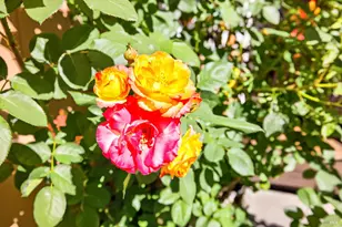 8536 Planetree Dr, Windsor, CA 95492 - Photo 37