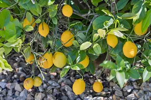 29 Andreas Cir, Novato, CA 94945 - Photo 45