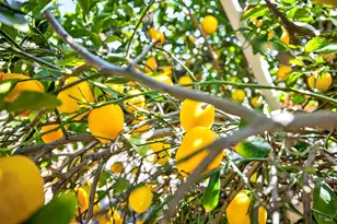 5035 Boulder Ln, Santa Rosa, CA 95405 - Photo 47