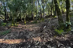 24278 Tulip Dr, Willits, CA 95490 - Photo 1