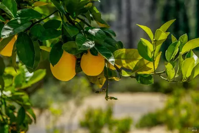 6600 Mill Creek Road, Healdsburg, CA 95448 - Photo 13