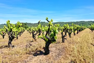 5143 Dry Creek Rd, Healdsburg, CA 95448 - Photo 9