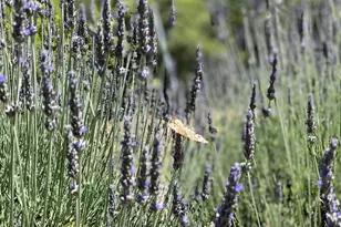 4000 Old Rancheria Rd, Nicasio, CA 94946 - Photo 43