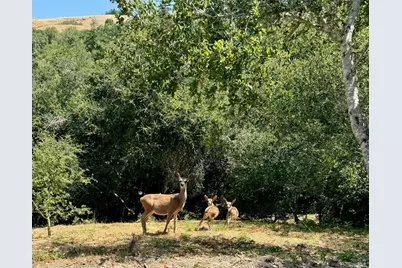 4000 Old Rancheria Road, Nicasio, CA 94946 - Photo 45