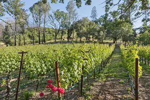 391 Crystal Springs Rd, Saint Helena, CA 94574 - Photo 93
