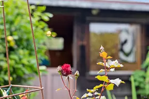 450 Cedar Rd, Bolinas, CA 94924 - Photo 95