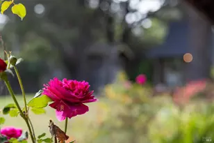 450 Cedar Rd, Bolinas, CA 94924 - Photo 67