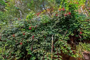 51 Monte Cimas Ave, Mill Valley, CA 94941 - Photo 41