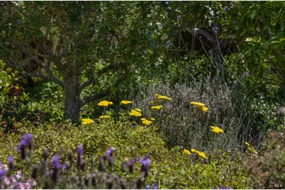 385 Cedar Road, Bolinas, CA 94924 - Photo 41
