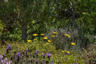 385 Cedar Rd, Bolinas, CA 94924 - Photo 41