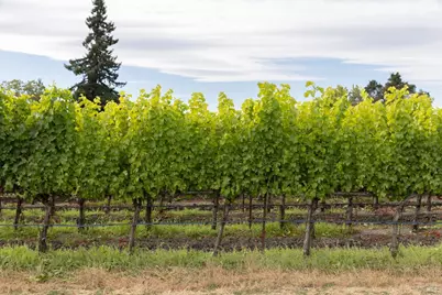 0 River Road, Fulton, CA 95439 - Photo 11