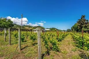 1167 Darms Ln, Napa, CA 94558 - Photo 45