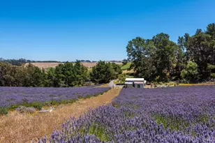 3518 Bloomfield Rd, Sebastopol, CA 95472 - Photo 71