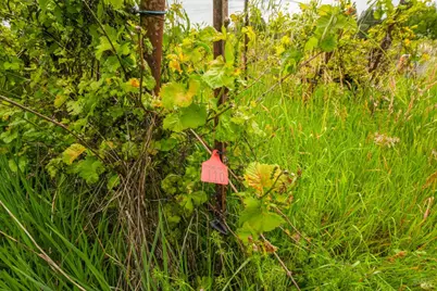9700 Mill Station Road, Sebastopol, CA 95472 - Photo 43
