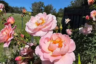 39 Carrie St, Tomales, CA 94971 - Photo 39