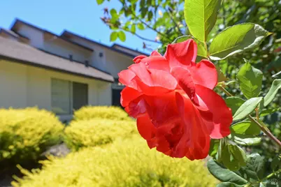 6441 Yale Street, Windsor, CA 95492 - Photo 31