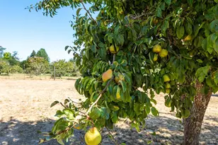 5140 Blank Rd, Sebastopol, CA 95472 - Photo 47
