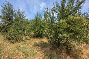24135 Agency Rd, Covelo, CA 95428 - Photo 19