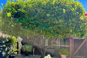705 Sequoia St, Windsor, CA 95492 - Photo 55