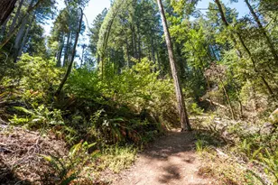 2728 Bohemian Hwy, Occidental, CA 95465 - Photo 43