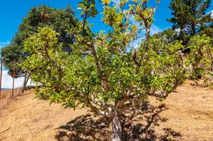 11901 Clow Ridge Rd, Philo, CA 95466 - Photo 53