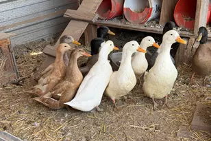 105 County Rd, Concho, AZ 85924 - Photo 33