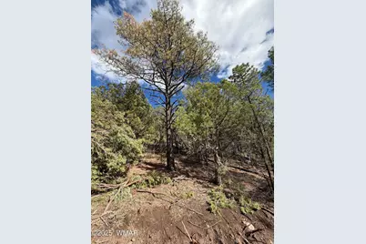 75 County Road 2108, Nutrioso, AZ 85932 - Photo 5