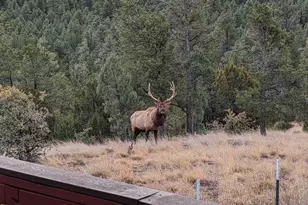 2901 Ridge Cir, Overgaard, AZ 85933 - Photo 11