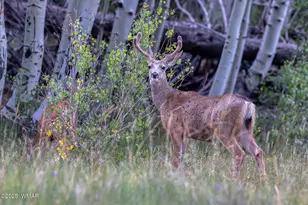 50 S Bench Cir, Show Low, AZ 85901 - Photo 41