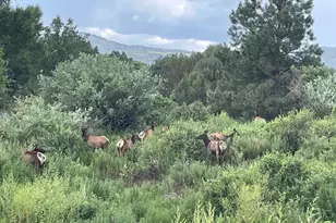 9 N3479, Vernon, AZ 85940 - Photo 17