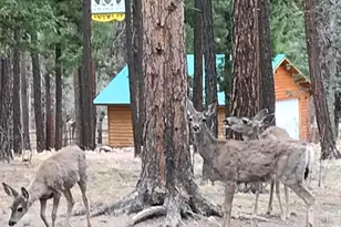 17 County Road 2195, Alpine, AZ 85920 - Photo 43