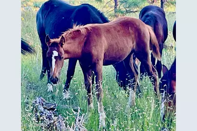 2344 S Buffalo Loop, Overgaard, AZ 85933 - Photo 37