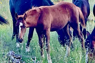 2344 S Buffalo Loop, Overgaard, AZ 85933 - Photo 37