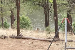 3 Acr 1029 St, Greer, AZ 85927 - Photo 9