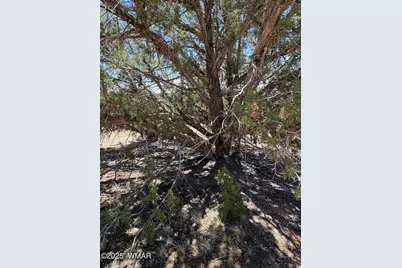 Tbd Lazy O Rd, Show Low, AZ 85901 - Photo 13