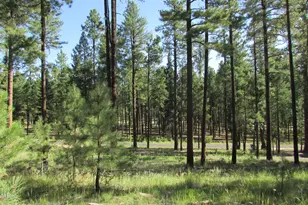 8 County Road 2194, Alpine, AZ 85920 - Photo 1