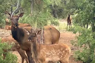 1901 S Little Creek Ct, Show Low, AZ 85901 - Photo 7