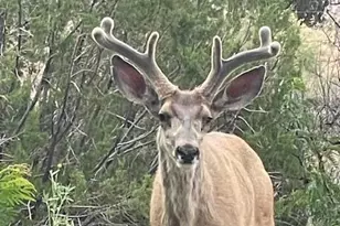 9410 Butler Trail, Snowflake, AZ 85937 - Photo 27