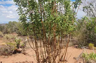 92 County Rd N5417, Concho, AZ 85924 - Photo 41