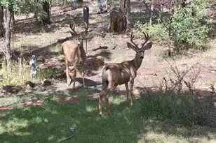 950 E Osprey Ln, Pinetop, AZ 85935 - Photo 43