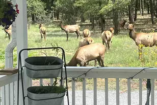 2865 Penney Ln, Lakeside, AZ 85929 - Photo 61