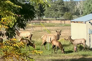 2865 Penney Ln, Lakeside, AZ 85929 - Photo 57