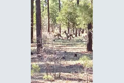 3350 W Rim Road Parcel #2, Lakeside, AZ 85929 - Photo 11