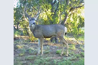 3350 W Rim Road Parcel #5, Lakeside, AZ 85929 - Photo 9